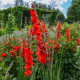 Gladiol Hunting song červený - Gladiolus - hlízy mečíku - 3 ks