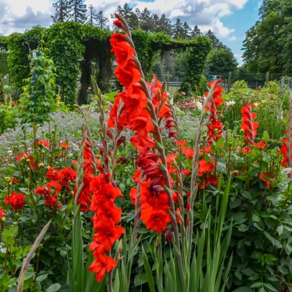 Gladiol Hunting song červený - Gladiolus - hlízy mečíku - 3 ks