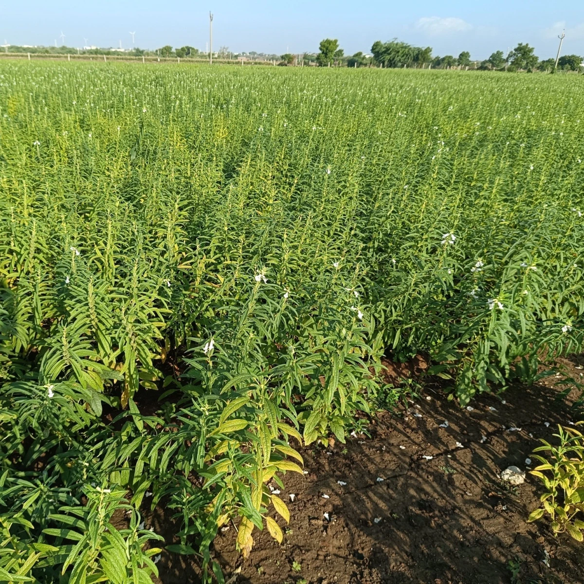 Sezam indický - Sesamum indicum - semena sezamu - 7 ks