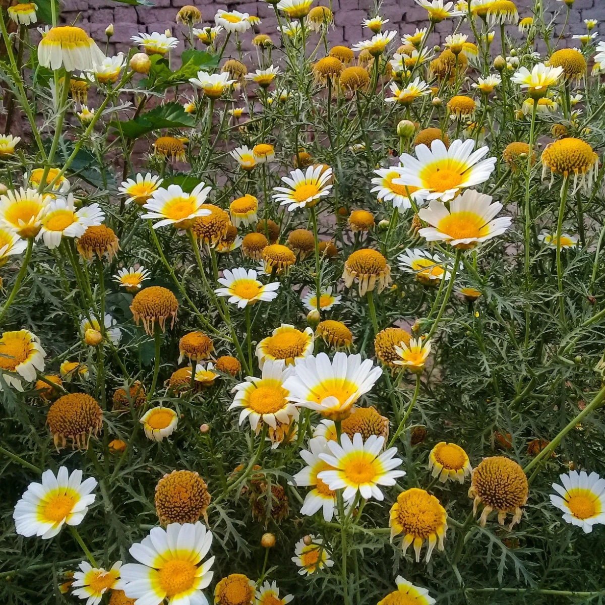 Chryzantéma jedlá - Chrysanthemum coronarium - semena chryzantémy - 400 ks