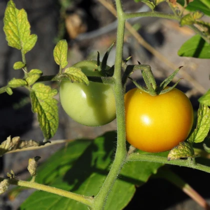 Rajče Zlatá královna - Solanum lycopersicum - semena rajčete - 10 ks