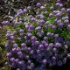 Tařicovka přímořská Fialová královna - Alyssum maritimum - semena tařicovky - 1 g