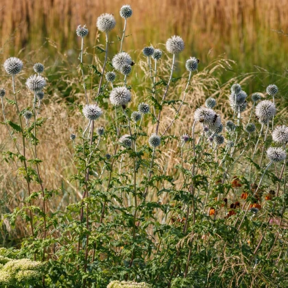 Bělotrn kulatohlavý - Echinops sphaerocephalus - semena bělotrnu - 6 ks