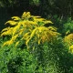 Zlatobýl obecný - Solidago virgaurea - semena zlatobýlu - 10 ks