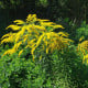 Zlatobýl obecný - Solidago virgaurea - semena zlatobýlu - 20 ks
