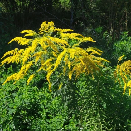 Zlatobýl obecný - Solidago virgaurea - semena zlatobýlu - 10 ks