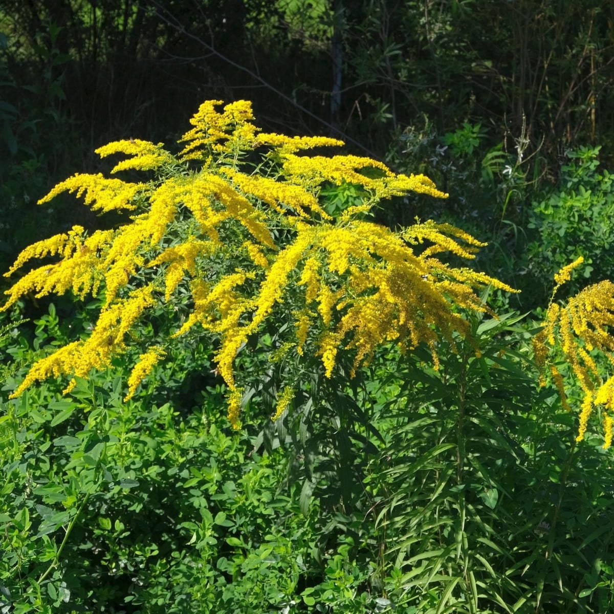 Zlatobýl obecný - Solidago virgaurea - semena zlatobýlu - 20 ks
