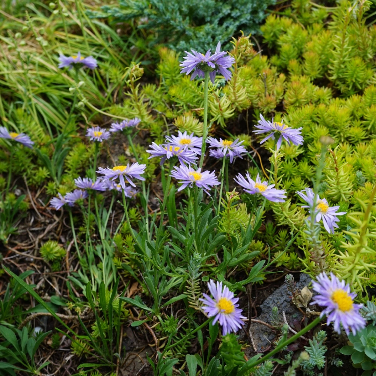 Astra alpínská modrá - Aster alpinus - semena astry - 50 ks