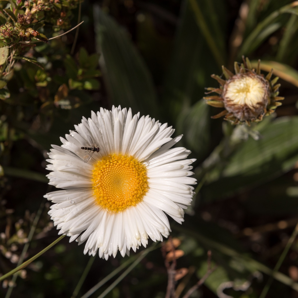 Celmisie - Celmisia semicordata - semena celmisie - 6 ks