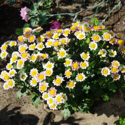 Řimbaba obecná - Chrysanthemum parthenium - semena řimbaby - 15 ks