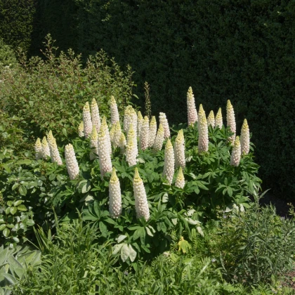 Lupina bílá - Vlčí bob - Lupinus albus - semena lupiny - 5 ks
