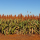 Čirok obecný - Sorghum bicolor - semena čiroku - 100 ks