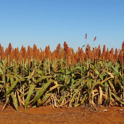 Čirok obecný - Sorghum bicolor - semena čiroku - 100 ks