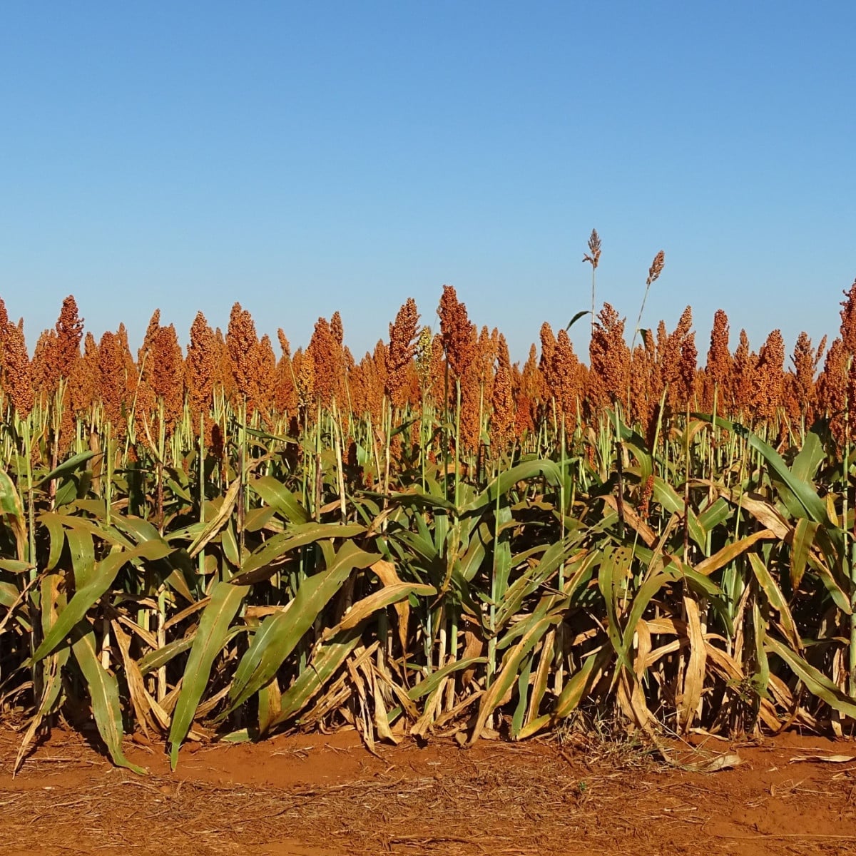 Čirok obecný - Sorghum bicolor - semena čiroku - 100 ks