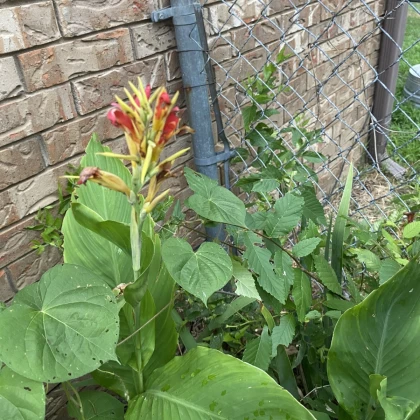 Dosna Kleopatra - Canna - hlízy dosny - 1 ks