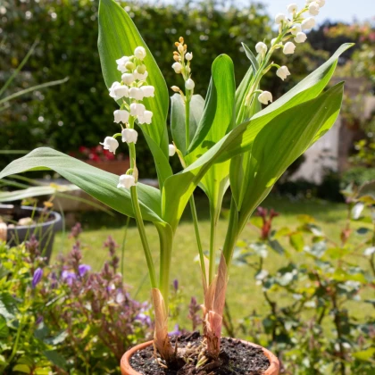 Konvalinka vonná bílá - Convallaria majalis - prostokořenné sazenice konvalinky - 1 ks