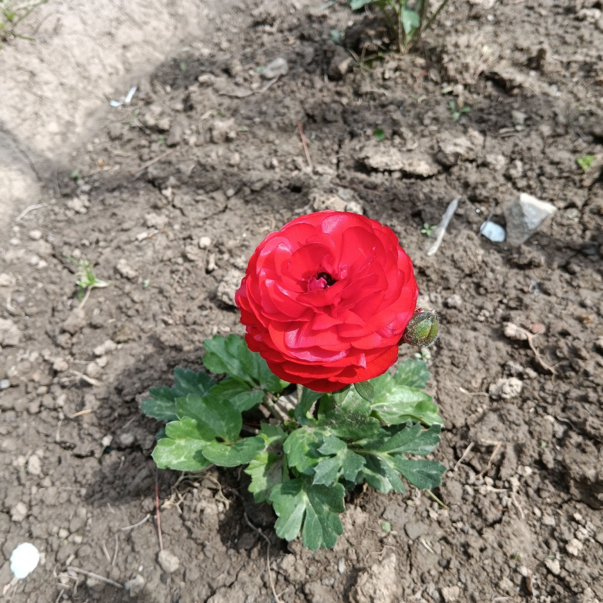 Pryskyřník plnokvětý červený - Ranunculus asiaticus - hlízy pryskyřníku - 3 ks