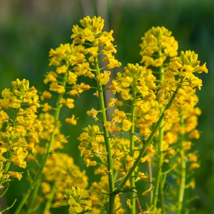 Barborka obecná - Barbarea verna - semena barborky - 150 ks