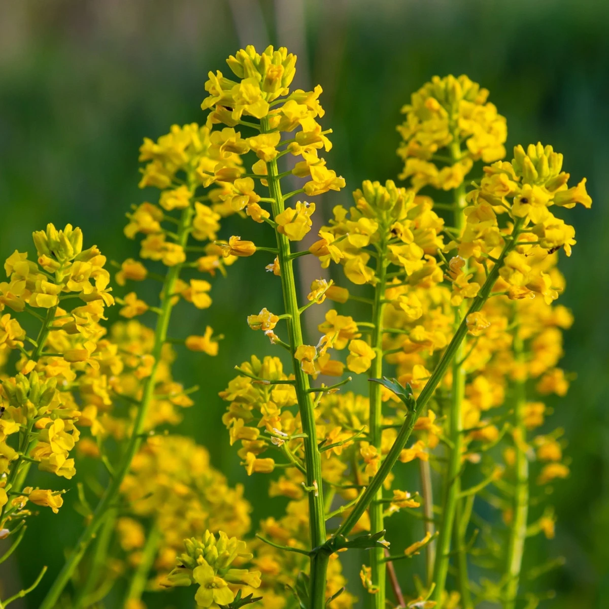 Barborka obecná - Barbarea verna - semena barborky - 150 ks