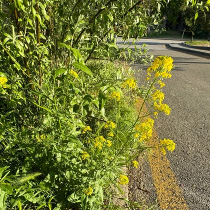 Barborka obecná - Barbarea verna - semena barborky - 150 ks