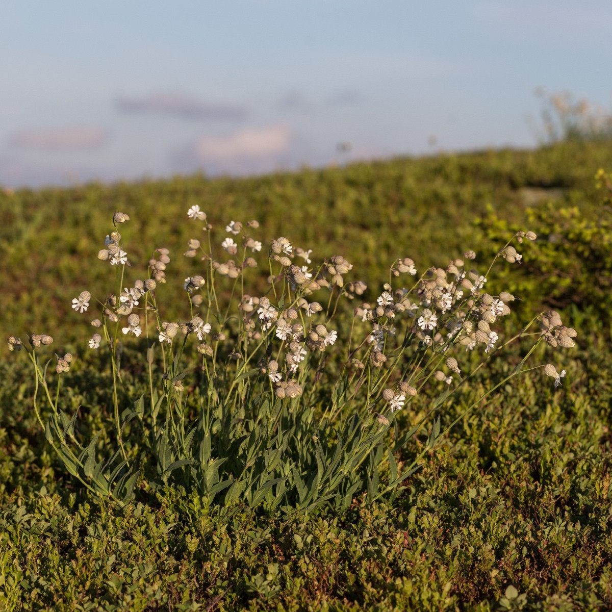 Silenka nadmutá - Silene vulgaris - semena silenky - 150 ks