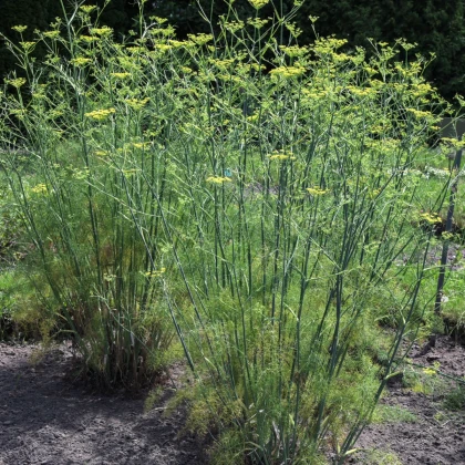 BIO Fenykl kořeninový - Foeniculum ssp. - bio semena fenyklu - 35 ks