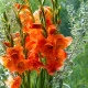 Gladiol oranžový - Gladiolus - hlízy mečíku - 3 ks