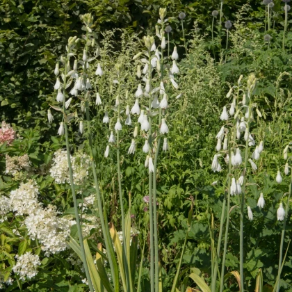 Litoška - Galtonia candicans - cibule litošky - 1 ks