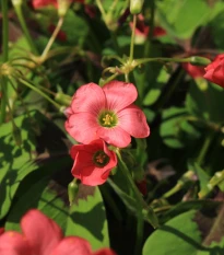 Šťavel růžový - Čtyřlístek - Oxalis deppei - hlízy šťavelu - 3 ks
