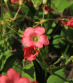 Šťavel růžový - Čtyřlístek - Oxalis deppei - hlízy šťavelu - 3 ks