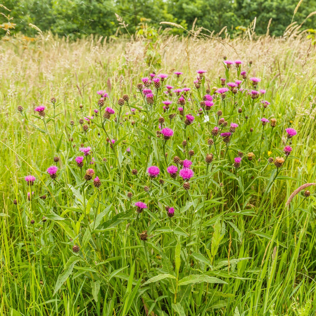 Chrpa čekánek - Centaurea scabiosa - semena chrpy - 50 ks
