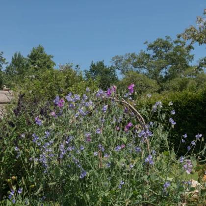 Hrachor vonný královský modrý - Lathyrus odoratus - semena hrachoru - 20 ks