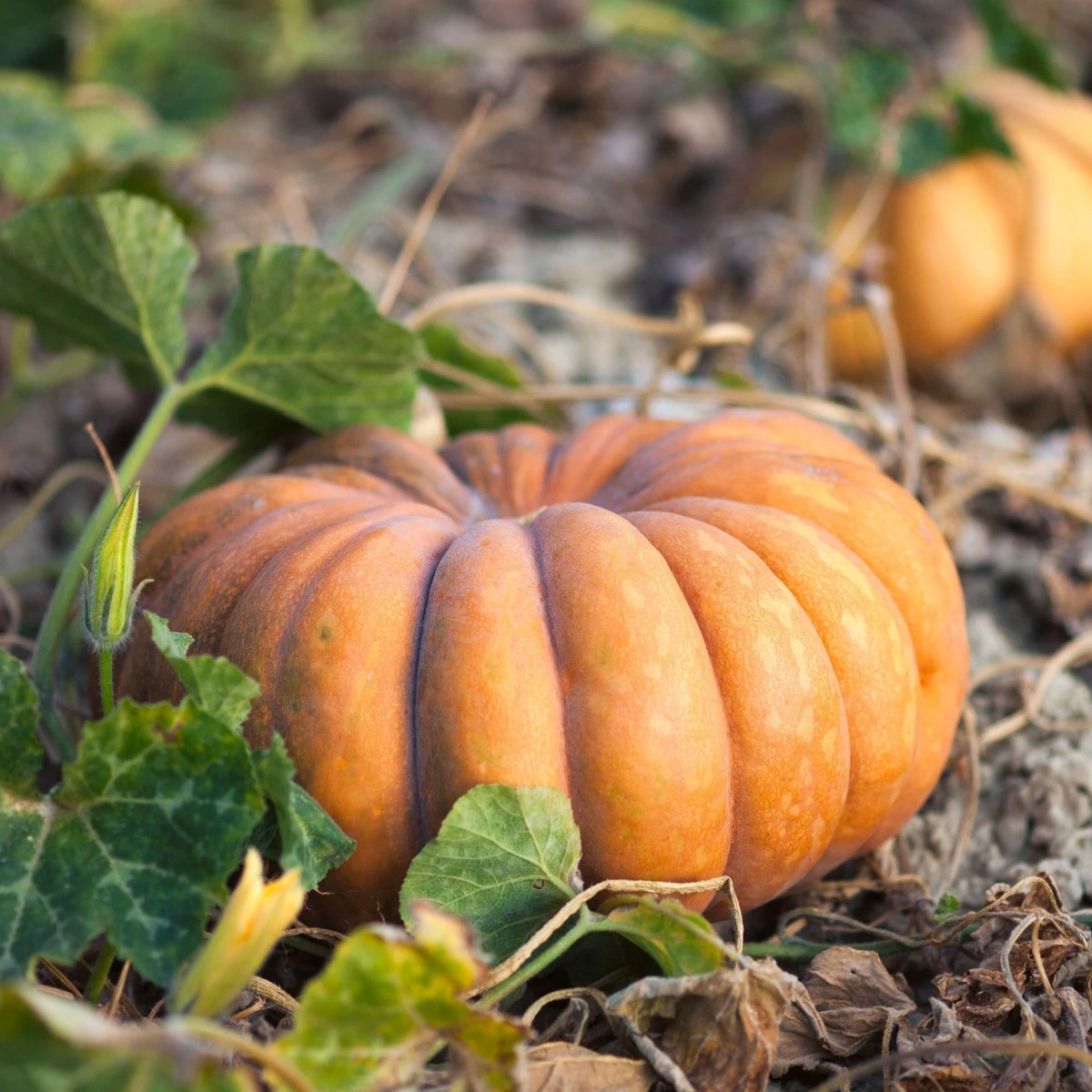 Dýně muškátová - Cucurbita moschata - semena dýně - 5 ks
