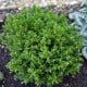 Tymián francouzský letní - Thymus vulgaris - semena tymiánu - 100 ks