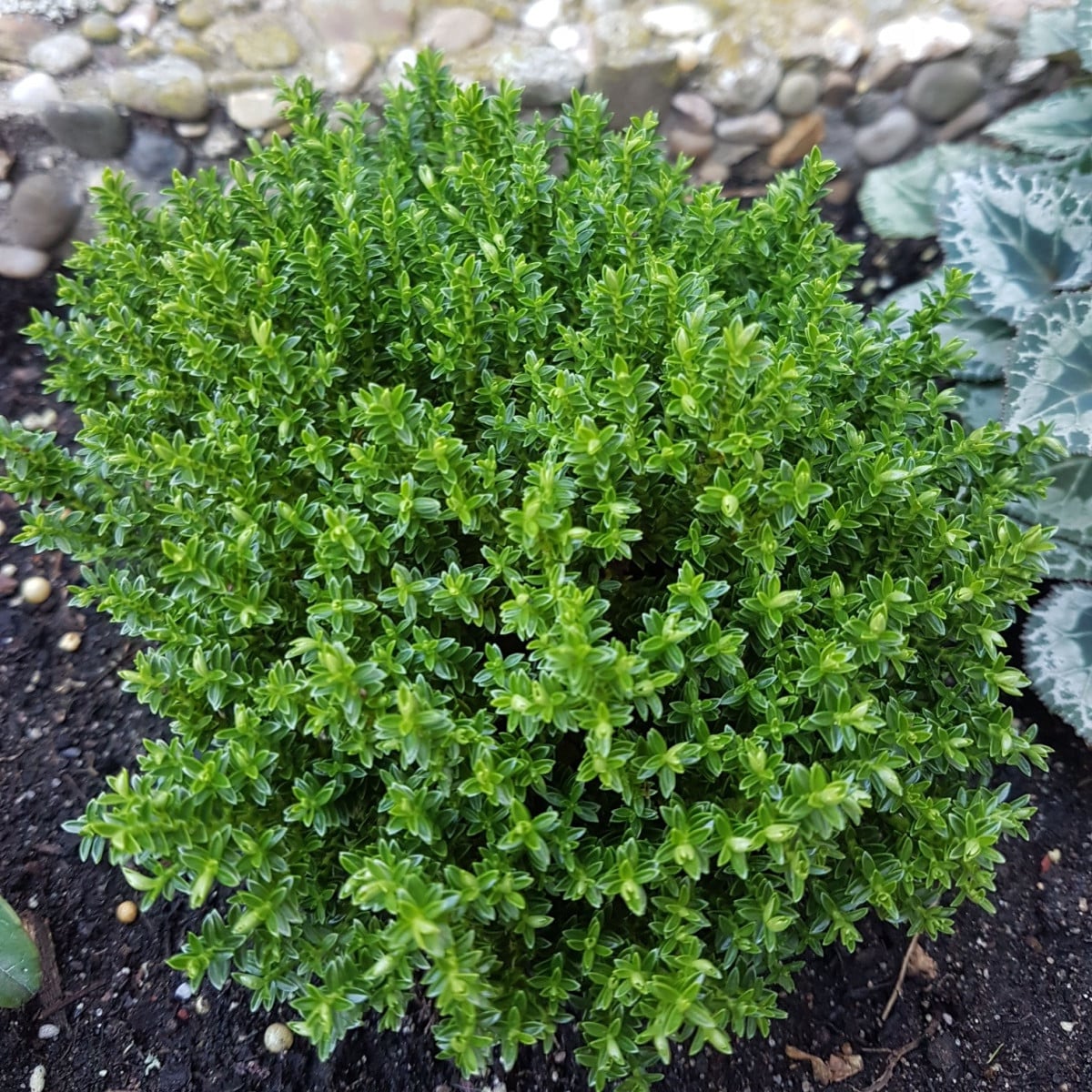 Tymián francouzský letní - Thymus vulgaris - semena tymiánu - 100 ks