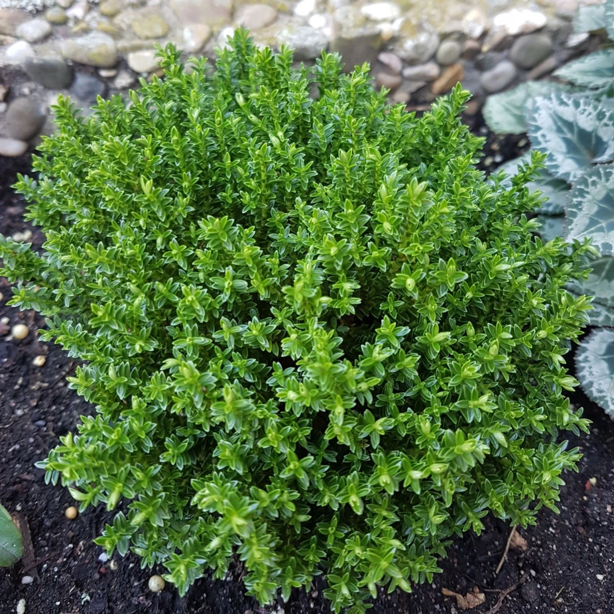 Tymián francouzský letní - Thymus vulgaris - semena tymiánu - 50 ks