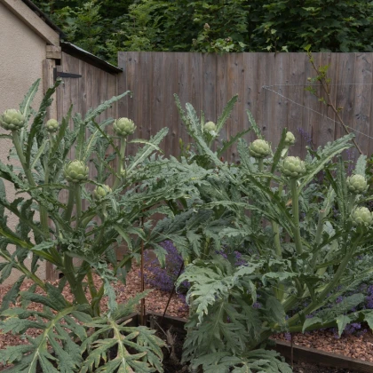 Artyčok zelený Grosse von Laon - Cynara scolymus - semena artyčoku - 20 ks