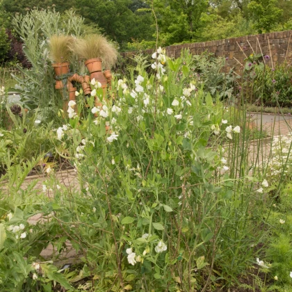 Hrachor vonný královský bílý - Lathyrus odoratus - semena hrachoru - 20 ks