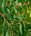 Eukalyptus vejčitolistý - Blahovičník – Eucalyptus ovata - semena eukalyptu - 10 ks