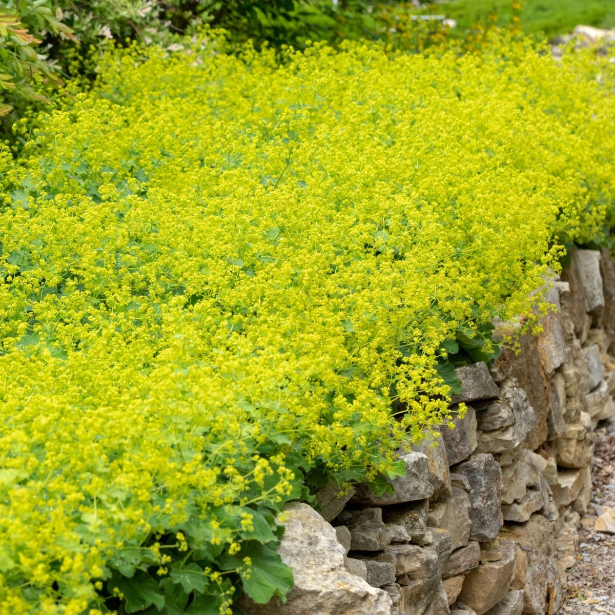 Kontryhel měkký - Alchemilla mollis - semena kontryhelu - 20 ks