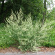 Pelyněk Černobýl - Artemisia vulgaris - semena pelyňku - 130 ks