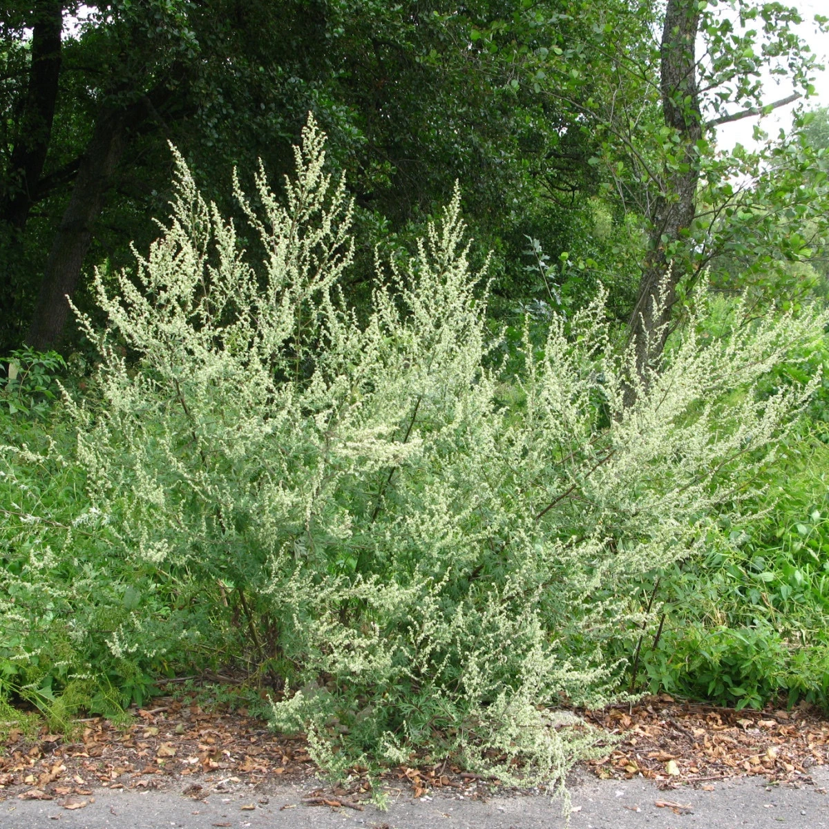 Pelyněk Černobýl - Artemisia vulgaris - semena pelyňku - 0,01 g