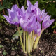 Ocún naháček - Colchicum giant - hlízy ocúnu - 1 ks