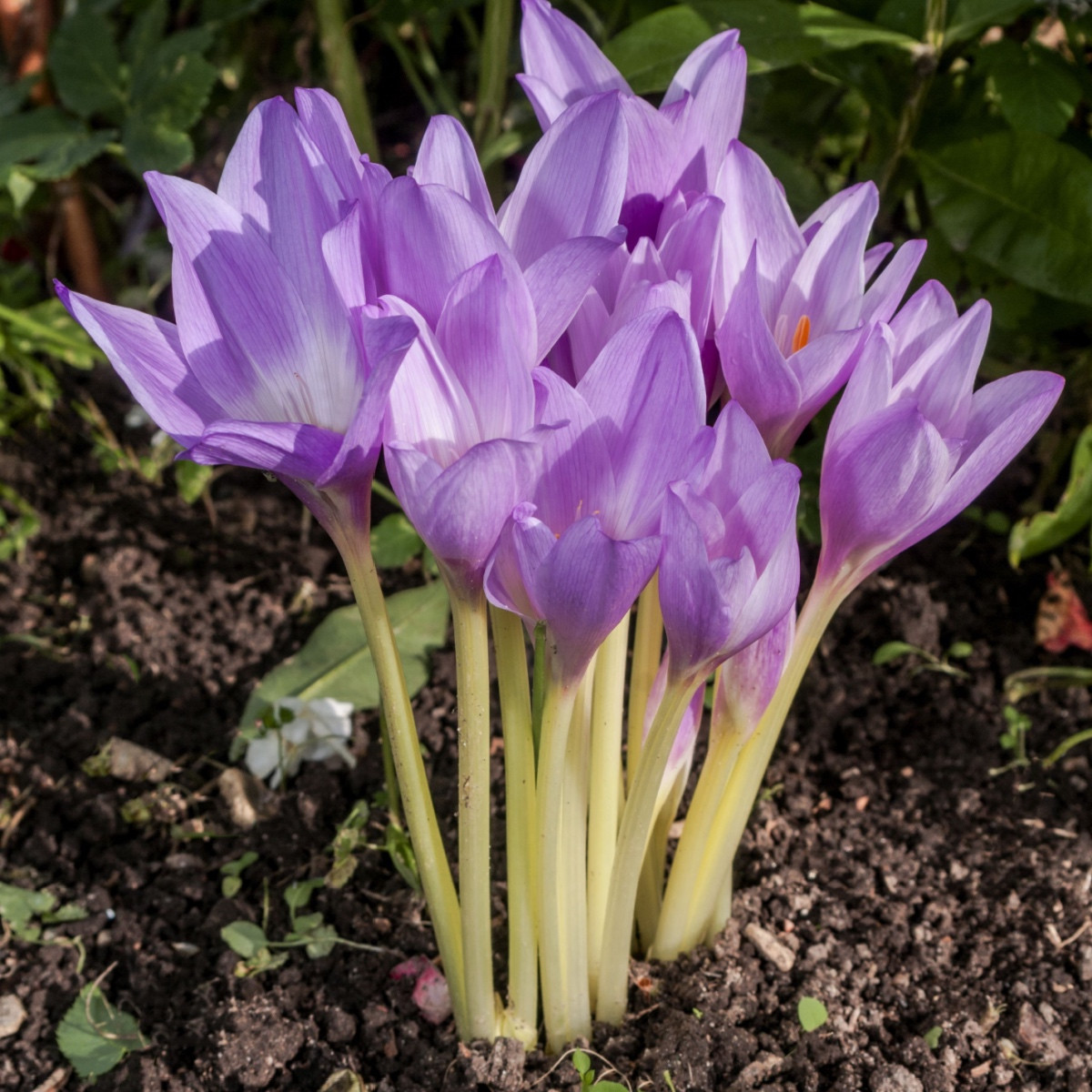Ocún naháček - Colchicum giant - hlízy ocúnu - 1 ks