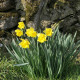 Narcis Dutch Master - Narcissus - cibule narcisu - 3 ks
