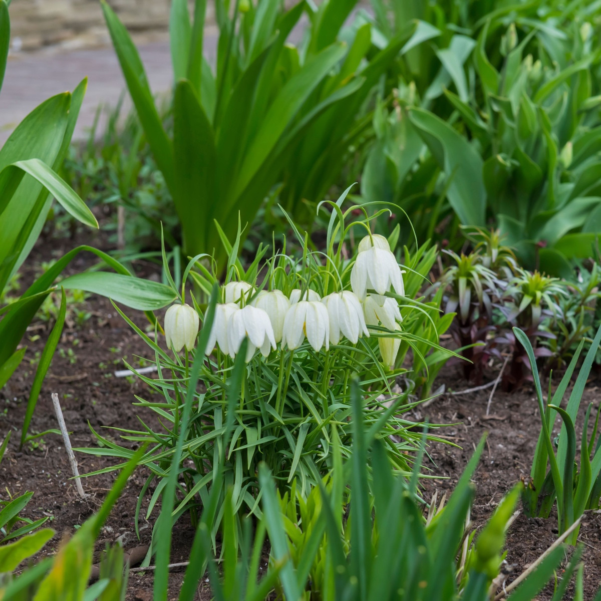 Řebčík bílý - Fritillaria meleagris - cibule řebčíku - 3 ks