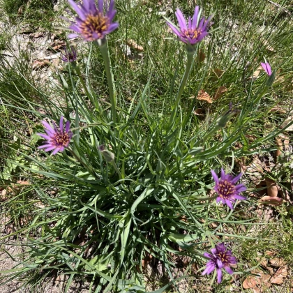 Kozí brada fialová - Tragopogon porrifolius - semena kozí brady - 90 ks