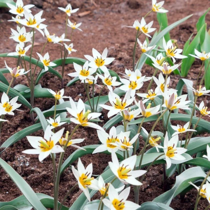Tulipán Turkestanica - Tulipa - cibule tulipánu - 3 ks
