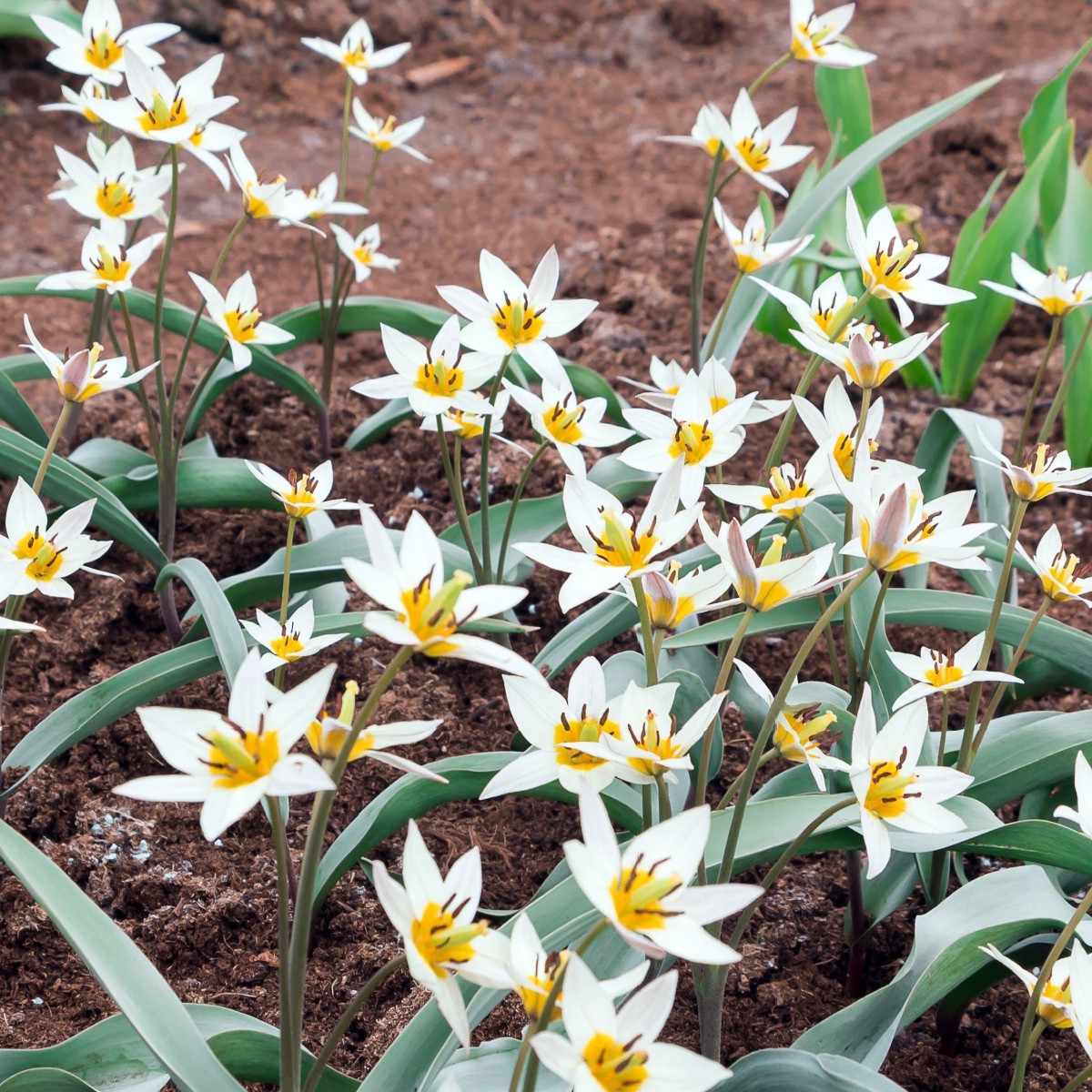 Tulipán Turkestanica - Tulipa - cibule tulipánu - 3 ks