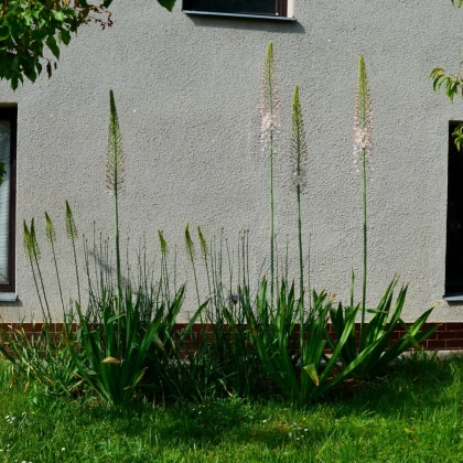 Liliochvostec úzkolistý Robustus - Eremurus - hlízy liliochvostce - 1 ks